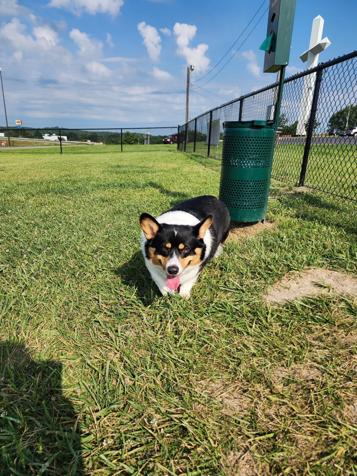 A corgi dog walking on grass at the dog park at Uranus Fudge Factory and General Store in Richmond, Indiana.